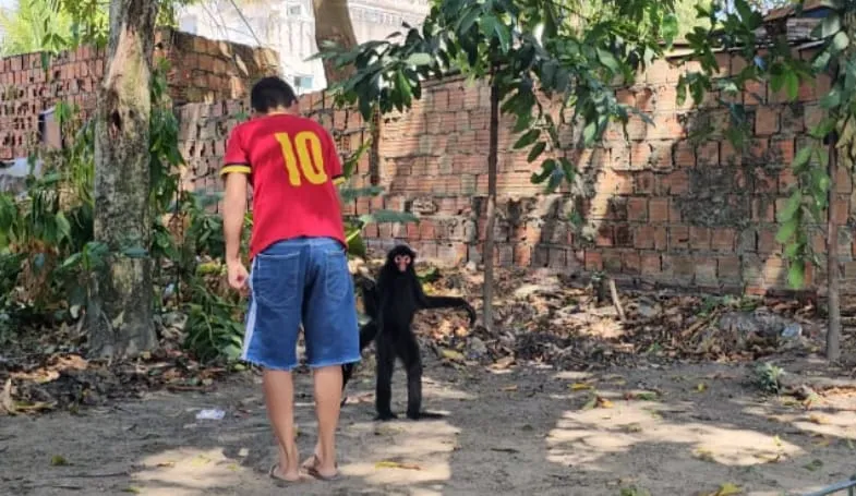 Macaco galeroso: animal rouba verduras em restaurante e assusta moradores na Zona Sul de Manaus