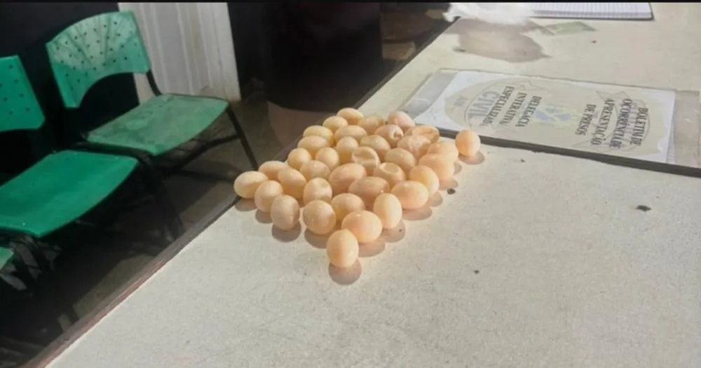 Mulher é presa no Aeroporto de Tefé ao tentar transportar ilegalmente 36 ovos de tracajá para Manaus